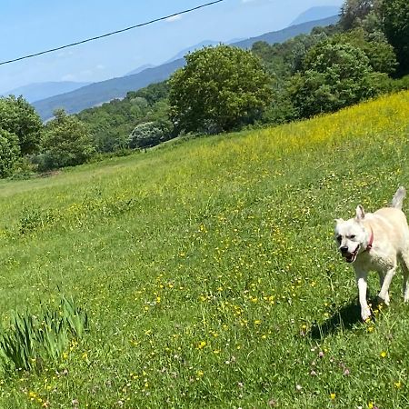 Gite Cocotte Luberon, Forcalquier Pierrerue  المظهر الخارجي الصورة